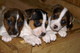 Regalos Cachorros Jack Russell - Foto 1