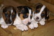 Regalos cachorros jack russell