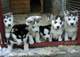Regalos Gorgeous cachorros husky siberiano - Foto 1