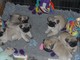 Regalos nzzzzungdtnv Kc Pedigree Pugs - Foto 1