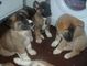 Regalos Pedigrí completo cachorros Akita - Foto 1