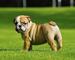 Súper adorables cachorros de bulldog inglés