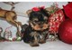 Teacup yorkshire puppies ready for sale!!