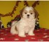 White and Brindle Mujer Shih Tzu para la venta - Foto 1