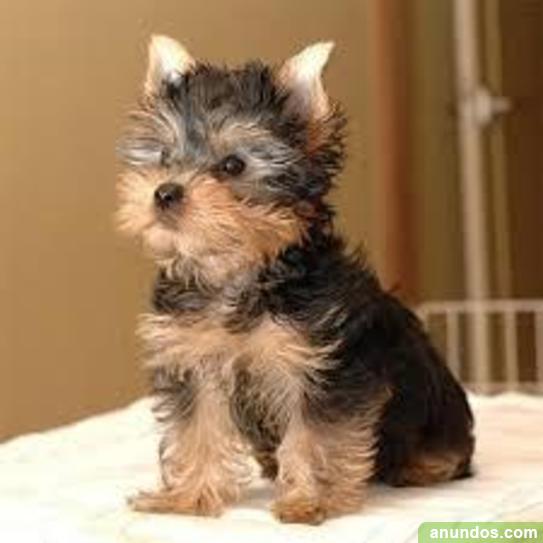 Regalo Cachorros yorkshire terrier mini toy pedigree Aranjuez