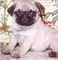 00pug carlino