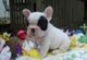 0100bulldog frances - Foto 1