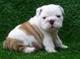 015bulldog ingles