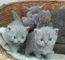 3 gatitos azul completa Británico de Pelo Corto - Foto 1