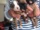 Boxer cachorros chicos y chicas dejaron