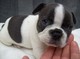 Bulldog frances para su adopcion - Foto 1