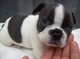 Bulldog frances para su adopcion