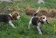 Cachorros Beagle - Foto 1