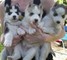 Cachorros siberian husky