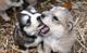 Husky con cachorros pedigree