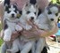 Impresionantes cachorros husky siberiano