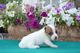 Jack russell terrier hembra - busco hembra