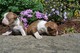 Los cachorros de boston terrier - Foto 1
