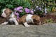 Los cachorros de boston terrier