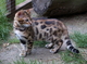 Los gatitos de Bengala preciosas avalable - Foto 1