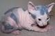 Luoi gatitos sphynx