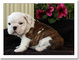 Preciosas camadas bulldog ingles - Foto 1