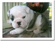 Preciosas camadas bulldog ingles - Foto 2