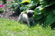 Regalo adorables pug carlino para adopcion - Foto 1