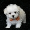 REGALO BICHON Maltese con pedigree - Foto 1