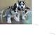 Regalo Husky Siberiano nacional pedigree LOE de la RSCE - Foto 1