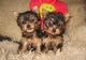 Regalo lindo cachorros yorkshire terrier toy