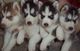 Regalo magnificos husky siberiano macho y hembra