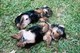 2 cachorros yorkshire terrier macho y hembra gorgeous