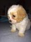 5 cachorros cavachon impresionantes