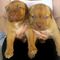 Adorables cachorros kc reg dogo de burdeos