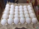 Bebé loros y huevos fértiles para la venta - Foto 2