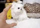 Buscas calidad, Bichon Maltes - Foto 1