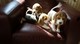 Cachorros beagle 2 niños y 2 niñas