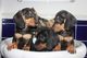 Cachorros dachshund miniatura