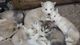 Cachorros de Alaska Malamute de Venta - Foto 1