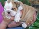 Cachorros de bulldog ingles para adopcion 001 - Foto 1