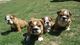 Cachorros de bulldog ingles pura raza - Foto 1