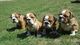 Cachorros de bulldog ingles pura raza - Foto 2