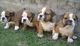 Cachorros de bulldog ingles pura raza - Foto 3