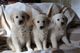 Cachorros de Golden Retriever de gran calidad - Foto 1