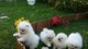 Cachorros de pomerania disponibles - Foto 1