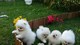 Cachorros de pomerania disponibles