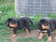 Cachorros de rottweiler especiales