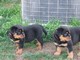 Cachorros de Rottweiler especiales disponibles - Foto 1