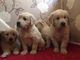 Cachorros golden retriever